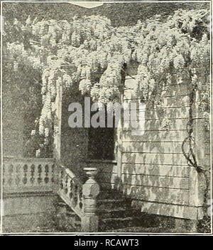 . Dreer ist Herbst Katalog 1930. Die Glühbirnen (Pflanzen) Kataloge; Blumen Samen Kataloge; Gartengeräte und Zubehör Kataloge; Baumschulen (Gartenbau) Kataloge; Gemüse Samen Kataloge. . Bitte beachten Sie, dass diese Bilder sind von der gescannten Seite Bilder, die digital für die Lesbarkeit verbessert haben mögen - Färbung und Aussehen dieser Abbildungen können nicht perfekt dem Original ähneln. extrahiert. Henry A. Dreer (Hart); Henry G. Gilbert Baumschule und Saatgut Handel Katalog Kollektion. Philadelphia, Pa: Henry A. Dreer Stockfoto