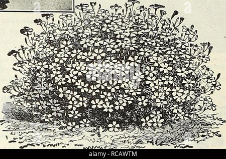 . Dreer's Garten Buch 1916. Samen Kataloge; Baumschulen Kataloge; Gartengeräte und Zubehör Kataloge; Blumen Samen Kataloge; Gemüse; Früchte Samen Samen Kataloge Kataloge. DREER'S MAMMOTH VERBENEN. Wir wurden sorgfältig auswählen und Verbesserung dieser feinen Belastung der Verbenen seit Jahren, und ich kann es empfehlen, da es die Besten möglich. Die Fachwerke und einzelne Blüten sind von der Größe, der brillanten Farben, blühen und der kräftige Gewohnheit. Für die beste und schnellste Ergebnisse Saatgut sollte früh im Haus oder heißes Bett gesät werden, und trans-Viertel der Blüte im Mai gepflanzt. Wenn Ja Stockfoto