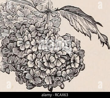 . Ellwanger &Amp; Barry's Gesamtkatalog: Mount Hope Baumschulen. . Viburnum plicatum. (^natürliche Größe.) Viburnum opulus Var. Stertlts - Schneeball. (Ich natürliche Größe.) V. Plicatum. Plicate Viburnum. D. aus Nordchina. Des moderaten Wachstums; stattliche, plicated verlässt. kugelförmigen Leiter der reinen, weißen neutralen Blumen Anfang Juni. Es übertrifft die gemeinsame Vielfalt in mehrfacher Hinsicht. Seine Gewohnheit ist besser, Laub viel Handsomer, Blumen weißer und zarter. Eine der wertvollsten blühende Sträucher. (Siehe .) 75 C. V. prunifolium. Pflaume-leaved Viburnum. C. hat glattes, glänzendes Laub, und weiße Blume Stockfoto