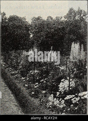 . Dreer's Garten Buch: 70 - dritte jährliche Ausgabe 1911. Samen Kataloge; Baumschulen Kataloge; Gartengeräte und Zubehör Kataloge; Blumen Samen Kataloge; Gemüse; Früchte Samen Samen Kataloge Kataloge. Die Erstellung und Pflege eines 01d = altmodisch Hardy Grenze fortgesetzt. Besser ist es, wenn Linke ungeteilt und ungestört für mehrere Jahre, die nur für diese notwendige Pflege wird eine liberale Mit frischer Erde oder Kompost zeitig im Frühjahr. Im Spätsommer und Herbst blühenden Arten sind in der Regel ein stärkeres Wachstum. Solche Arten wie Heli-anthus, Rudbeckias, Astern, Boltonias, Physotegias, etc. Stockfoto