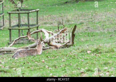 Ein Damhirsch (Dama Dama) Sitzen Stockfoto