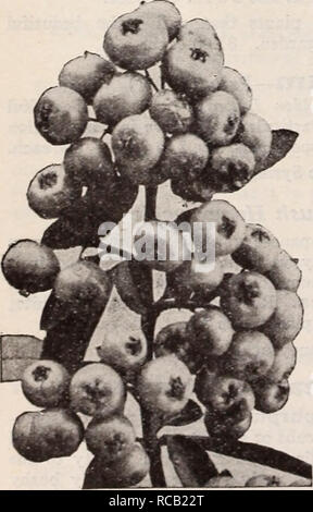 . Dreer's Lampen Pflanzen, Sträucher und Samen für den Herbst Pflanzung: Herbst 1937. Die Glühbirnen (Pflanzen) Kataloge; Blumen Samen Kataloge; Gartengeräte und Zubehör Kataloge; Baumschulen (Gartenbau) Kataloge; Gemüse Samen Kataloge. Philadelphia jungfräulichen Cornus alba 'Sibirica - Mock Orange® (M) Beliebte altmodische Sträucher von ausgezeichneten Gewohnheit des Wachstums. Sie blühen im Mai und Juni und in fast jeder Loca gelingen. Girandole. Stattliche Pflanzen mit auffälligen mit weißen Blumen bedeckt. Eine sehr effektive Strauch. Größe 2 bis 3 Fuß. Das Banner. Eine Hybridsorte bilden eine formschöne Strauch mit einzelne große weiße flowe Stockfoto