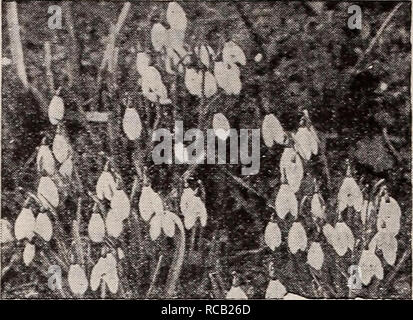 . Dreer's Lampen Pflanzen, Sträucher und Samen für den Herbst Pflanzung: Herbst 1937. Die Glühbirnen (Pflanzen) Kataloge; Blumen Samen Kataloge; Gartengeräte und Zubehör Kataloge; Baumschulen (Gartenbau) Kataloge; Gemüse Samen Kataloge. Muscari armeniacum Armeniacum. Eine effektive, lange aufgehalten Traubenhyazinthen der tiefen Kobaltblau, en-durch weiße Schnürung an der Öffnung des Glocken aufgelockert. Herrlich duftend. Vollkommen winterhart. 12 für 55 C; 100 für $ 3,75; 1000 für $ 30.00. Plumosum. Dies wird auch als Plume oder gefiederten Hyazinthe bekannt. Ein sehr inter-esting Form mit großen lila Blüten erscheinen wie in fi Schnitt Stockfoto