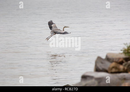 Ein Great Blue Heron entlang der felsigen Ufer der Piermont Pier fliegen. Piermont, New York Stockfoto