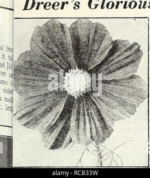 . Dreer's 1948 - Unsere 110 Jahr. Samen Kataloge; Baumschulen Kataloge; Gartengeräte und Zubehör Kataloge; Blumen Samen Kataloge; Gemüse; Früchte Samen Samen Kataloge Kataloge. Dreer ^s herrlich. KW Kosmos Dazzler Cosmos® Ixtra-Early Riesen Sensation Die frühesten des Kosmos blühenden veral Wochen vor allen anderen. Hat; uly herrliche Blüten von außergewöhnlichen ize und künstlerischen gut abgerundete Form. Ein ost herausragende neue Art. 3 bis 4 ft. Ich 037 Crimson. Eine sehr reiche Farbe. | 046 Dazzler. Die gut-gebildet, breit-blättrige Blüten sind ein ap-Läuten tief Amaranth crimson. 038 Pinkie. Eine herrliche ligh Stockfoto