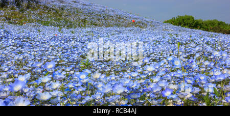 Schönen bunten Wildflowers Hintergrund: Baby blaue Augen Blumen (nemophila) Feld, Hitachi Seaside Park, Ibaraki, Japan. Japanische natürliche Attraktion Stockfoto