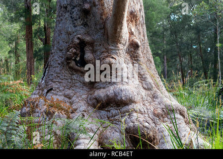 Giant Tingle Baum mit dem Namen der Grandma Kribbeln kann man auf dem Alten Reich werden im Tal der Riesen, Walpole-Nornalup National Park, Australien zu Fuß Stockfoto