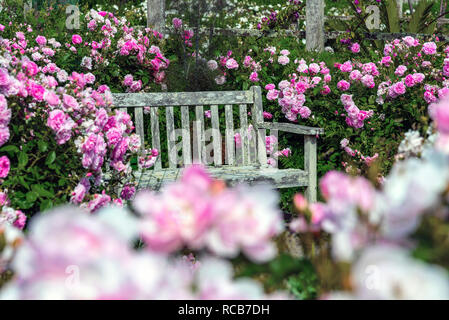 Alte gartenbank von rosa blühende Rosen im traditionellen Englischen Garten umgeben, Sussex, Südengland, Großbritannien Stockfoto