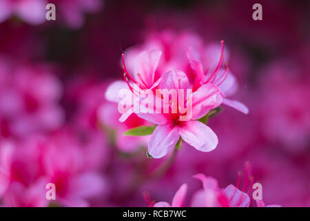 In der Nähe von rosa Rhododendron indicum (Azalee) Blumen in voller Blüte Stockfoto