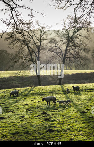 Landogo im unteren Wye Valley, Monmouthshire, South Wales. 14. Januar 2019. Mildes Wetter, beschleunigt die Ankunft des Frühlings Lämmer. Stockfoto