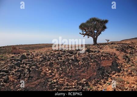 Der Drachenblutbaum (Dracaena sp.), Landschaften des südlichen Dhofar, Jabal al-Qamar, Oman, Arabische Halbinsel, Naher Osten Stockfoto