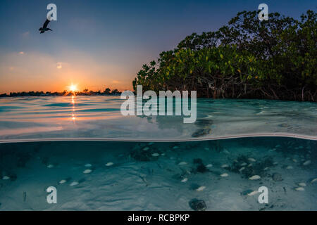 Ein Pelikan fliegt Vergangenheit als die Sonne über die Mangroven in der Lagune zwischen dem Norden und dem Süden der Insel Bimini. Stockfoto