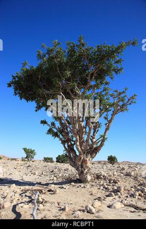 Weihrauch (Boswellia sacra), Wadi Dawqah carterii, Weihrauch tree Plantation, UNESCO-Weltkulturerbe, Dhofar region Stockfoto