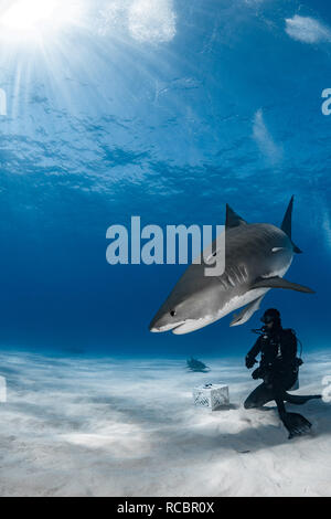 Es ist nichts ganz wie ein Tiger Shark schwimmen nur in Ihrem Kopf! Stockfoto