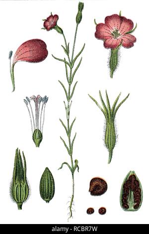 Gemeinsame (Agrostemma githago Corncockle), Heilpflanzen, nützliche Pflanze, chromolithograph, ca. 1790 Stockfoto