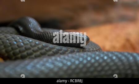 Die Inland Taipan, auch allgemein als Western taipan bekannt, das kleine Schlange, oder der grimmige Schlange. Ist eine sehr giftige Schlange. Stockfoto