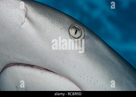 Nahaufnahme eines karibischen Riffhais. Stockfoto