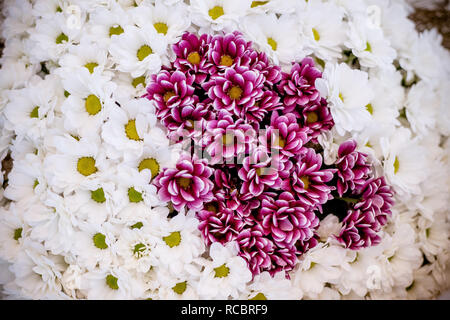 White Chrysanthemum flower background. Blumenstrauß aus rot-weissen Chrysanthemen wie kleine Gänseblümchen florale Muster drucken. Blumen in runde Luxus vorhanden. Gänseblümchen und dahilas. Big Bouquet von rosa und weissen Chrysanthemen. Stockfoto