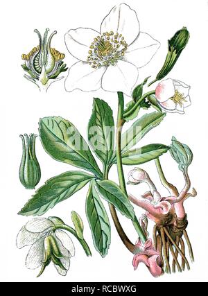 Christrose oder Schwarze Nieswurz (Helleborus niger), eine Heilpflanze, historische Chromolithography, Ca. 1870 Stockfoto