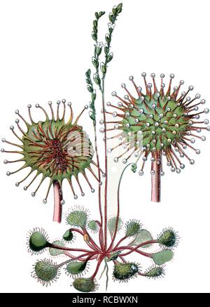 Gemeinsame Sonnentau oder Runde-leaved Sonnentau (Drosera rotundifolia), eine Heilpflanze, historische Chromolithography, Ca. 1870 Stockfoto