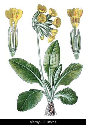 Schlüsselblume (Primula officinalis), eine Heilpflanze, historische Chromolithography, Ca. 1870 Stockfoto