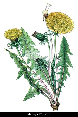 Löwenzahn (Taraxacum officinale), eine Heilpflanze, historische Chromolithography, Ca. 1870 Stockfoto