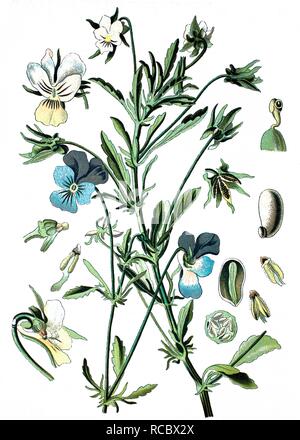 Heartsease oder Wildes Stiefmütterchen (Viola tricolor), Zuschneiden, nützliche Pflanzen, Heilpflanzen, historische Chromolithography, ca. 1870 Stockfoto