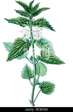 (White deadnettle Lamium Album), Heilpflanzen, historische Chromolithography, 1870 Stockfoto
