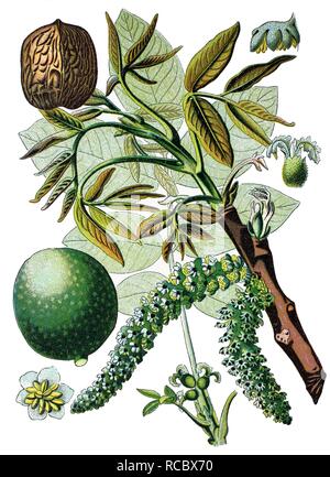 Persische walnuss Baum, Englisch Walnussbaum (Juglans regia), historische Chromolithography, 1870 Stockfoto