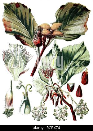 Die Buche (Fagus sylvatica), historische Chromolithography, 1870 Stockfoto