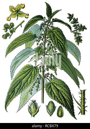 Brennnessel (Urtica dioica), Heilpflanzen, historische Chromolithography, 1870 Stockfoto