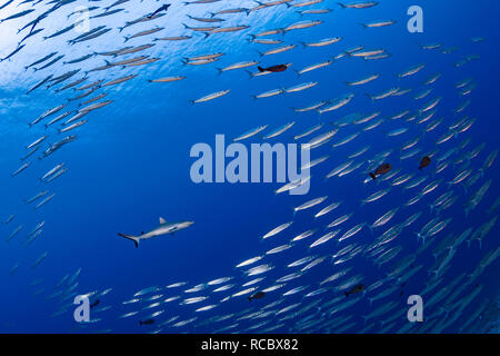 Eine Schule des kleinen Barracuda macht Weg für eine Weitergabe grauen Riffhai. Stockfoto