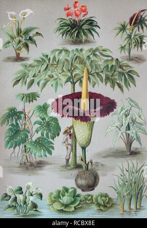 Oder der Araceae Arum Familie, 1. Anthurium, 2. Zantedeschia, 3. Dracunculus, 4. Monstera, 5. Caladium, 6. Amorphophallus, 7. Stockfoto