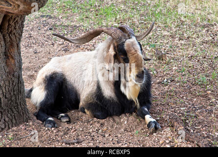 Spanische RAM-Ziege "Capra aegagrus, die von lebenden Eiche, Weidefeld, auch "Brush oder Scrub"-Ziege genannt, ruht. Stockfoto