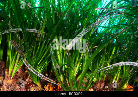 Unterwasser Detailansicht von Laub von Neptun Seegras (Posidonia oceanica) Wiese in Ses Salines Naturpark (Formentera, Balearen, Spanien) Stockfoto