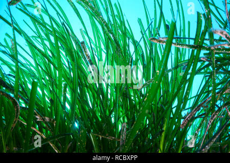 Unterwasseransicht der Blätter von Neptun Seegras (Posidonia oceanica) Wiese gegen blaue Fläche in Ses Salines Naturpark (Formentera, Balearen Stockfoto