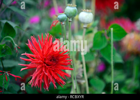 Dahlie hillcrest Royal, Rot, Rot, Magenta, Dahlien, kaktus Dahlien, Tropisch, exotisch, RM Floral Stockfoto