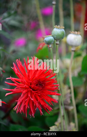 Dahlie hillcrest Royal, Rot, Rot, Magenta, Dahlien, kaktus Dahlien, Tropisch, exotisch, RM Floral Stockfoto