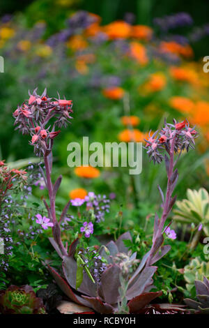 Echeveria agavoides, saftig, Sukkulenten, Blume, Blüte Spike, Spikes, fleischigen Blättern, Rosetten, Clustering, Pflanze, alpine, alpines, RM Floral Stockfoto