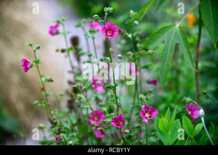 Malope trifida Vulcan, robustes jährliches, rot braun Blumen, Cottage Garten, Blüte, Jahrbücher, RM Floral Stockfoto