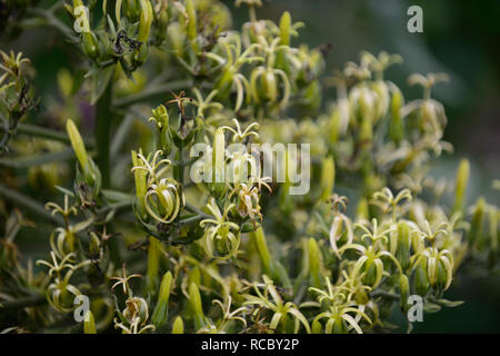 Musschia wollastonii, pyramidal Masse ungewöhnliche Blumen, Madeira, grünlich-gelben Blüten, Blütezeit, monocarpic, RM Floral Stockfoto