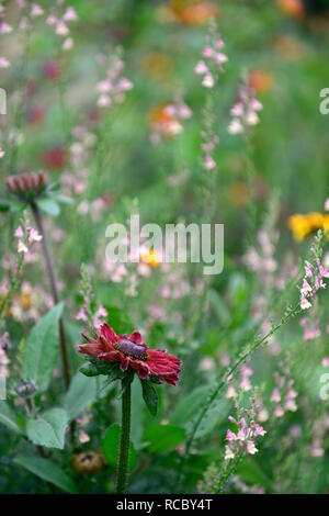 Rudbeckia hirta Cherry Brandy, rot, purpur Blumen, Linaria Peachy, Toadflax, pfirsich gelb Blumen, Stiele, Türme, snapdragon, Einjährige ein Stockfoto