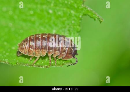 Purple Sow bug Kriechen über ein tattered Blatt mit einem grünen Hintergrund. Bild in Houston, TX. Stockfoto