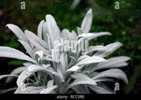 Senecio niveoaureus, Silber Blätter, weiße Laub, Syn stachys grigio Bello, RM Floral Stockfoto