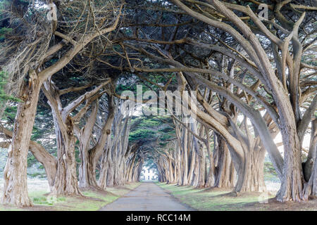 Signatur Cypress Tree Tunnel in Inverness. Stockfoto