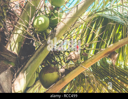 Grün - verjähren Specht (Colaptes melanochloros), Canavieiras, Bahia, Brasilien Stockfoto