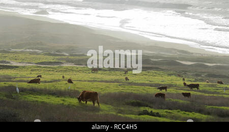 Panoramablick auf die Landschaft mit einem Ozean Küste und eine Wiese mit Kühen in trüben Nachmittag kurz vor Einsetzen der Dämmerung in der Nähe von Big Sur, Kalifornien, entlang der Pazifikküste Stockfoto