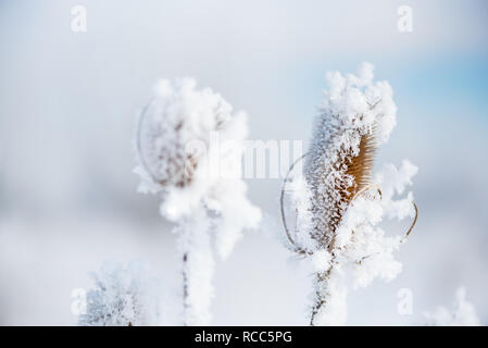 Staats trockene Distel pflanze Nahaufnahme, Schnee bedeckt. Natur im Winter Stockfoto