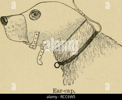 . Krankheiten des Hundes und ihre Behandlung. Hunde. 376 KRANKHEITEN DES OHRES. Abb. 83. Die Spritze oder sauggebläse. Die Sekretion wird dann entfernt und ein soUition von iodoform und Äther (10 bis 20 Prozent, von iodoform) wird eingespritzt. Die Nadel muss in den Hohlraum für einige Zeit, um die Dämpfe des Äthers zu entweichen lassen. Wir haben dann eine Komprimierung Dressing in der folgenden Weise: Das Ohr ist aufgedreht und auf die Oberseite des Kopfes und der cov-Tätseinbußen mit antiseptischen Watte auf beiden Oberflächen. Es wird dann durch ein Ohr-Cap (Abb. 83). Dieses Dressing darf nicht verdrängt werden, sondern erlaubt Stockfoto