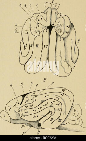 . Krankheiten des Hundes und ihre Behandlung. Hunde. 198 KRANKHEITEN DES NERVENSYSTEMS. Abb. 57.. Abb. 57,1., zeigt überlegene Teil des Großhirns; II., die seitlichen Oberfläche; I., II., III., IV. Sind die vier Windungen.; S, ist den Sulcus cruciatus; F, der Riss des Sylvius; 0, der Bulbus olfactorius; p, ist der Sehnerv. Der Motor Zentren sind: 1, für die Muskeln des Halses; 2, für die Streckmuskeln und Adduktoren des vorderen Gliedmaßen; 3, für die beugemuskeln und rotatoren der vorderen Gliedmaßen; 4, für die Muskeln der hinteren Gliedmaßen; 5, für die Gesichtsmuskeln; 6, für die seitliche Bewegungen der Stockfoto